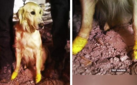 Four-legged Hero: K9 Rescue Dog Saves Cat Trapped in Rubble in Bangkok