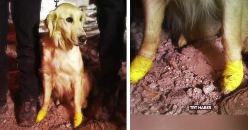 Four-legged Hero: K9 Rescue Dog Saves Cat Trapped in Rubble in Bangkok
