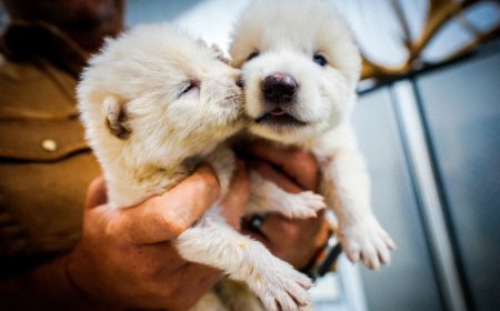 Scientists claim to have "resurrected" the dire wolf, extinct 12,500 years ago