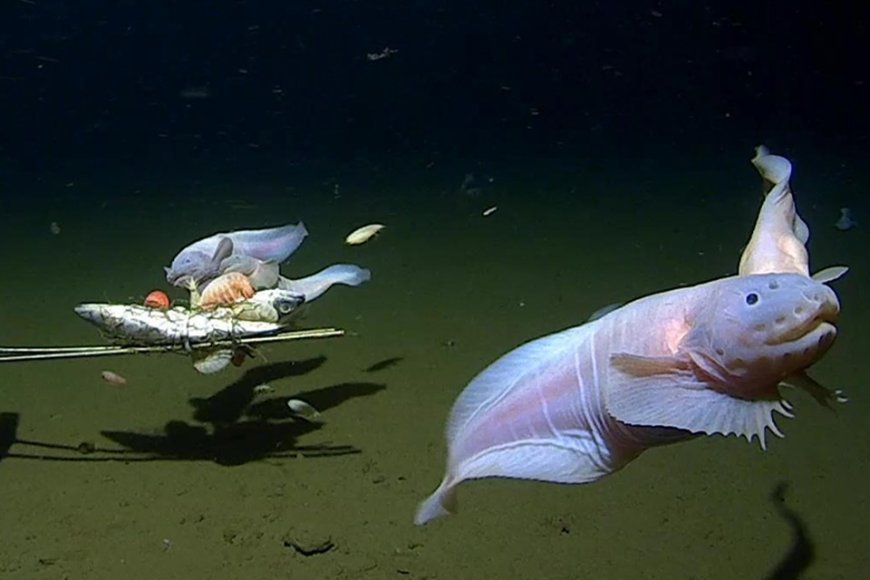 Cientistas Descobrem Nova Espécie de Peixe nas Profundezas do Pacífico