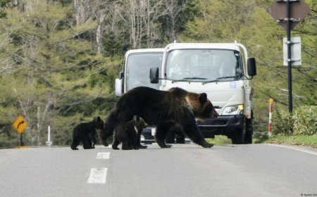 “Japão declara guerra aos ursos: Exército é mobilizado após onda de ataques fatais”