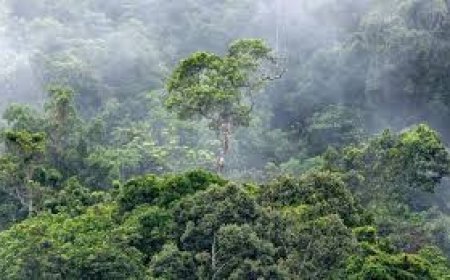 Tesouro Invisível: Chuva Gerada pela Amazônia Vale Mais de R$ 100 Bilhões por Ano, Revela Estudo