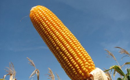 Para alguns produtos como o milho Guerra no Oriente Médio não deve impactar exportações brasileiras