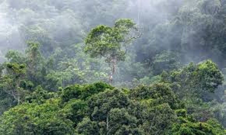 Tesouro Invisível: Chuva Gerada pela Amazônia Vale Mais de R$ 100 Bilhões por Ano, Revela Estudo